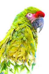 Double exposure. Photograph of a tropical parrot combined with bright green leaves