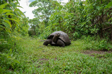 Naklejka premium Ecuador Galapagos islands 