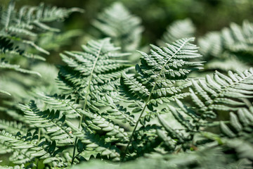 Fototapeta premium Perfect natural leaves of ferns pattern. Green foliage background close up