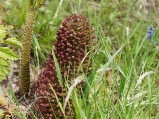 Gunnera manicata - Mammutblatt oder Riesen-Rhabarber