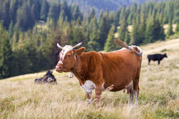 Fototapeta na wymiar Brown cow standing in green grass on sunny pasture field bright background. Farming and agriculture, milk production concept.