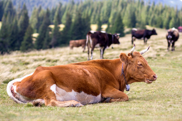 Naklejka na ściany i meble Nice brown cow laying chained in green grass on sunny pasture field bright background. Farming and agriculture, milk production concept.