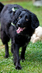 faithful looking family dog smiling at sunset with brown eyes happily