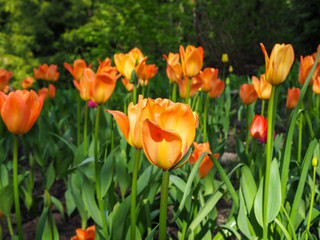 Field of young orange tulips with fresh green leaves shining in the sun and with the forest on the background