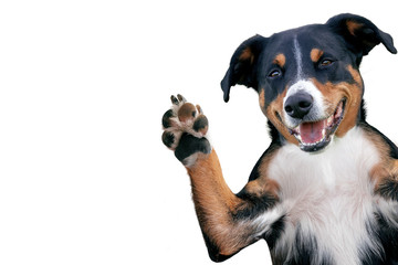 hello goodbye high five dog, Appenzeller Mountain Dog - obrazy, fototapety, plakaty