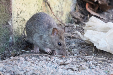 Brown rat (Rattus norvegicus)