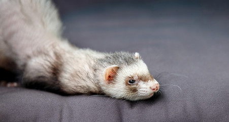 loved skulk coloured ferret on the balcony smiling and cleaning its pelt happily