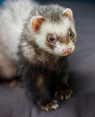 loved skulk coloured ferret on the balcony smiling and cleaning its pelt happily