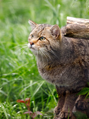 big hungry wildcat waiting for meat meal in the nature park