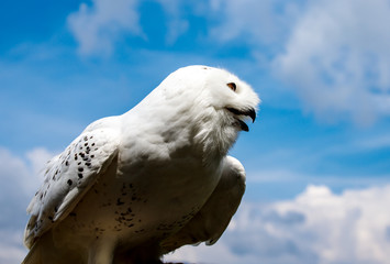 Young arctic snow owl marking its territory high up in the sky