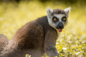 Single Lemur staring directly at camera, tongue out, soft background