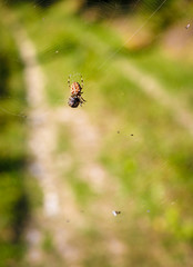 big brown cross spider catching insects in its net