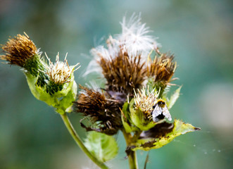 brown and yellow bee on top of a blooming plant