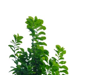 Tropical tree leaves with branches on white isolated background for green foliage backdrop 