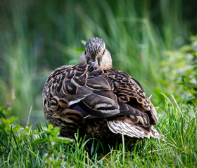 beautiful brown mallard duck with a natural alpine lake surrounded by grass in the austrian alps