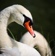 elegant swan swimming in a natural alpine lake in the austrian alps close up
