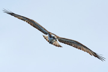 Osprey (Pandion haliaetus)