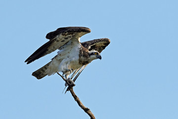 Osprey (Pandion haliaetus)