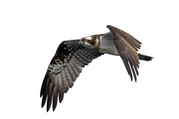 Osprey (Pandion haliaetus)