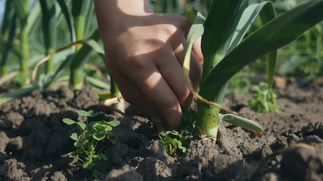boy gardener removes weeds with a hoe. works in his own garden, removing unwanted weeds