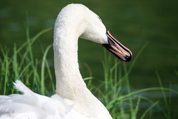 elegant swan swimming in a natural alpine lake in the austrian alps close up