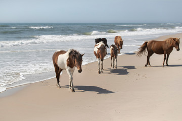 Wild Ponies of the Assateague Island National Seashore, Maryland
