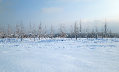 Snow and ice covered trees in the winter freezing day. River Danube environment, Futog Serbia