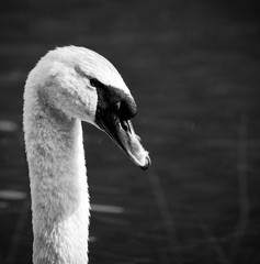 elegant swan swimming in a natural alpine lake in the austrian alps close up