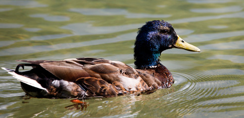 beautiful brown mallard duck with a natural alpine lake surrounded by grass in the austrian alps