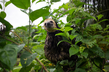 Sloth viewing nature