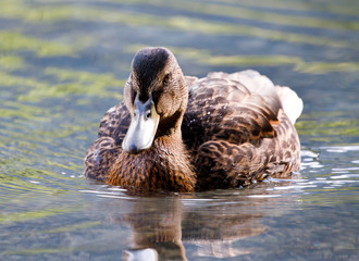 beautiful brown mallard duck with a natural alpine lake surrounded by grass in the austrian alps