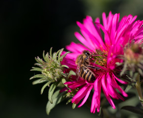Biene mit Pollen auf einer Bl&uuml;te im Fr&uuml;hling