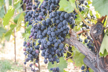A bunch of blue grapes ripen on the vine in summer.