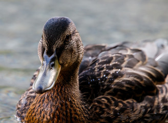 beautiful brown mallard duck with a natural alpine lake surrounded by grass in the austrian alps