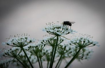 tiny fly on a blossom plant with huge depth of field in spring