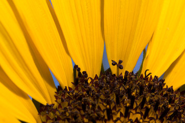 perfekte Sonnenblume mit Pollen