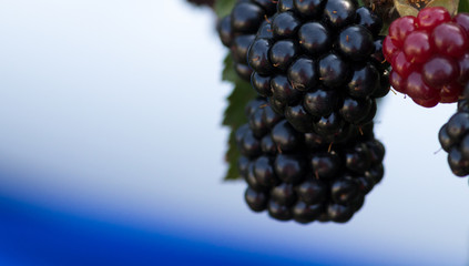 Brombeeren vor weißem Hintergrund