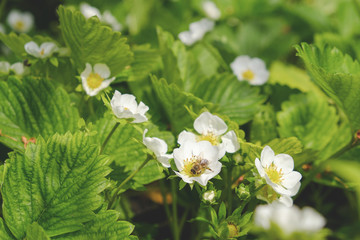 Blooming strawberries in the spring on the field. Fresh green leaves and strawberry flowers.
