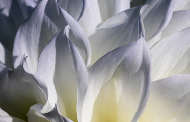 wei&szlig;e, abstrakte Dahlienbl&uuml;te