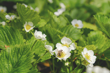 Blooming strawberries in the spring on the field. Fresh green leaves and strawberry flowers.