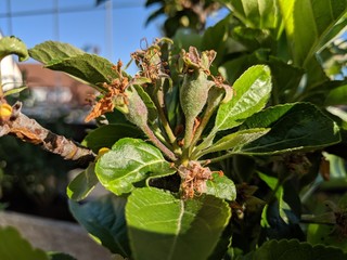 Ganz kleine &Auml;pfel kurz nach der Bl&uuml;tephase - jetzt m&uuml;ssen sie nur noch gro&szlig; werden