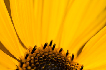 Ausschnitt einer Sonnenblume mit Pollen