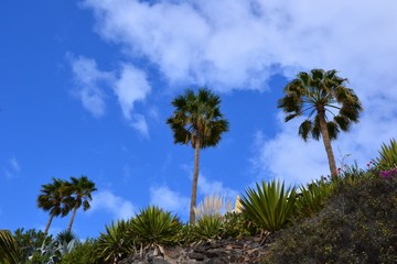 Palm trees on a background of blue sky. 