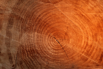 Naklejka premium Wood texture wooden background cut tree