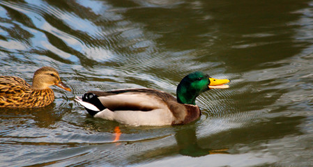 beautiful brown mallard duck with a natural alpine lake surrounded by grass in the austrian alps