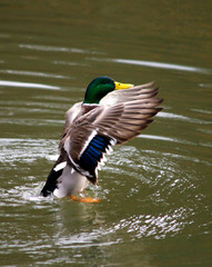 beautiful brown mallard duck with a natural alpine lake surrounded by grass in the austrian alps