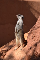 Fototapeta premium Meerkat family member (Suricata suricatta) on guard. Suricate - small carnivoran guarding the flock