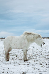 Fototapeta na wymiar The yawning Icelandic horse