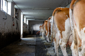 cow at a old farm in its natural environment sleeping eating drinking in its barn