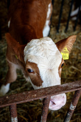 cow at a old farm in its natural environment sleeping eating drinking in its barn